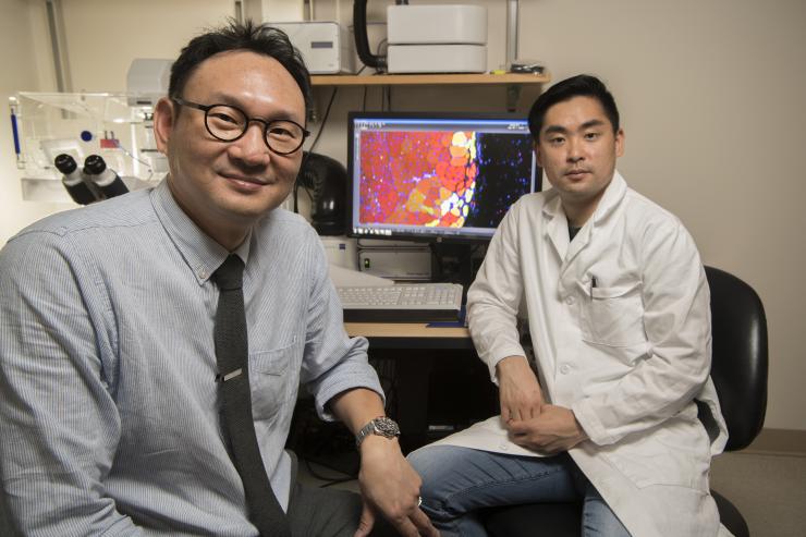 <p>Principal investigator Young Jang, left, with first author Woojin Han in Jang's lab at Georgia Tech. On screen, a muscle tissue sample showing the success of their experiment. Credit: Georgia Tech / Christopher Moore</p>