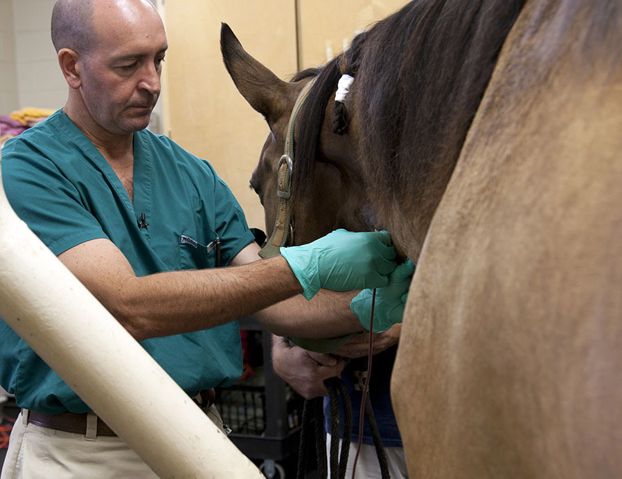 A man wearing teal surgical cloges and a green scrubs top, next to a light brown horse