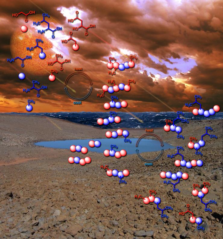 <p>The first polymers of life may have arisen by a daily process still observed on Earth today, such as the repeated drying and refilling of pond water. Credit: Karl Magnacca, John Boyer/SXC, bearfotos/Freepik, <a href="http://vecteezy.com/">Vecteezy.com</a>, and NASA Goddard Photo and Video / Center for Chemical Evolution</p>