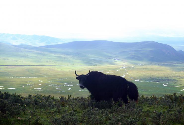 <p>Because of the altitude, temperature extremes and high winds, more than two-thirds of the Tibetan Plateau is grassland used for grazing yak, sheep and other animals. (Credit: Xian Yang and Qianna Xu)</p>