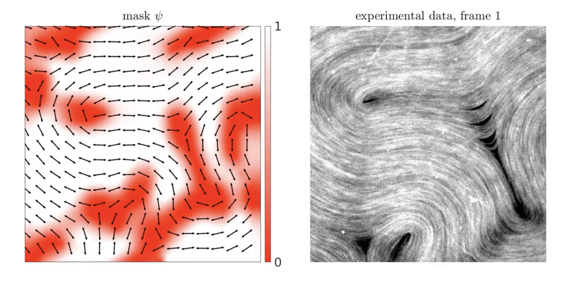 Left, a graphic showing microtubules orienting themselves in the experiment. Right, a still from a video showing microtubules moving at the interface of oil and water. Graphic by Roman Grigoriev
