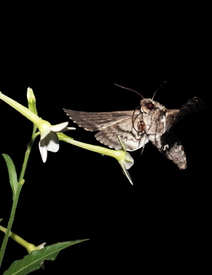 <p>A hawk moth in mid wing stroke unrolls its proboscis to feed from a <em>Nicotiana</em> flower. These agile moths hover in midair and track flower movements at up to 10 times a second even in light levels as dim a starlight. To stay aloft, they capture vortices of air on their wings. (Credit: Megan Matthews)</p>