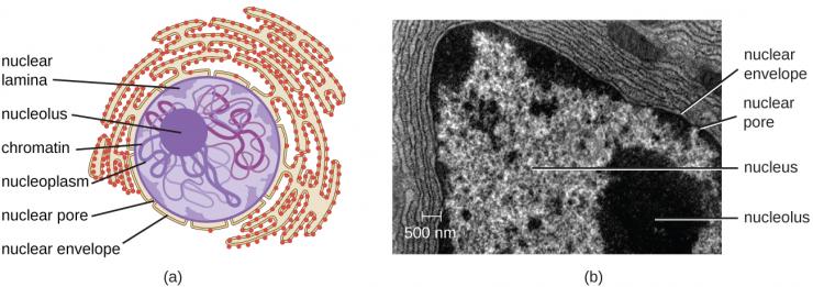 Nucleolus membraneless organelle once mysterious