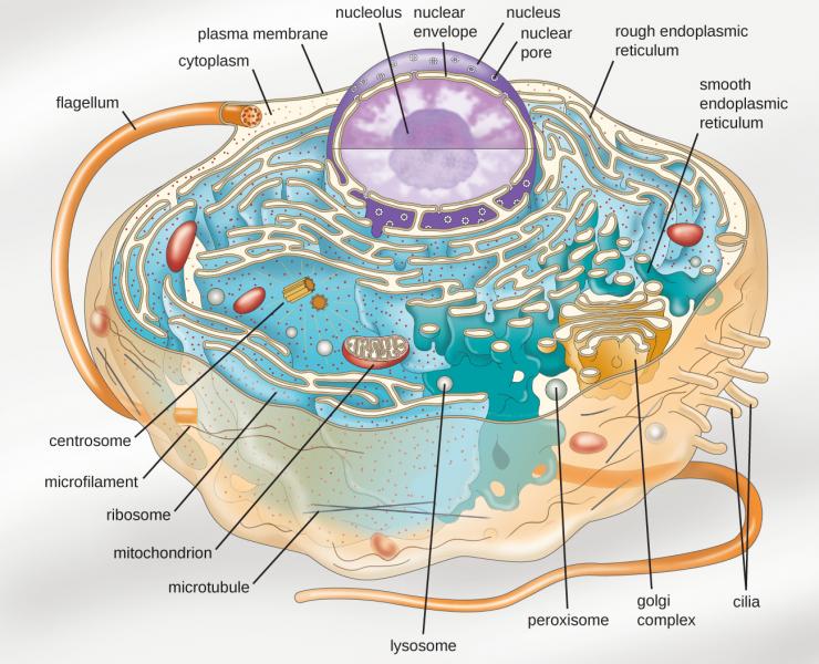 Nucleolus is membraneless organelle