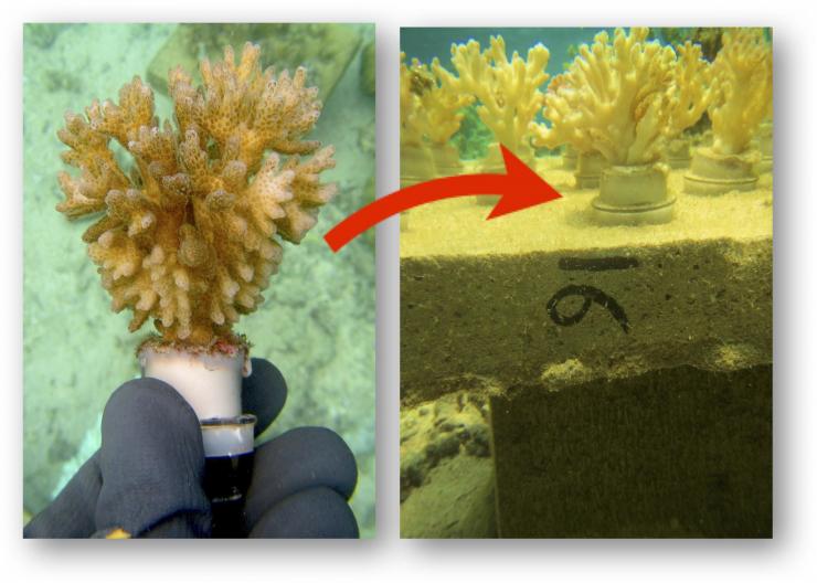 <p>Georgia Tech researchers traveled to Fiji where they discovered a potential silent killer of coral reefs. As biodiversity disappears, life may be getting very tough for surviving corals.</p>