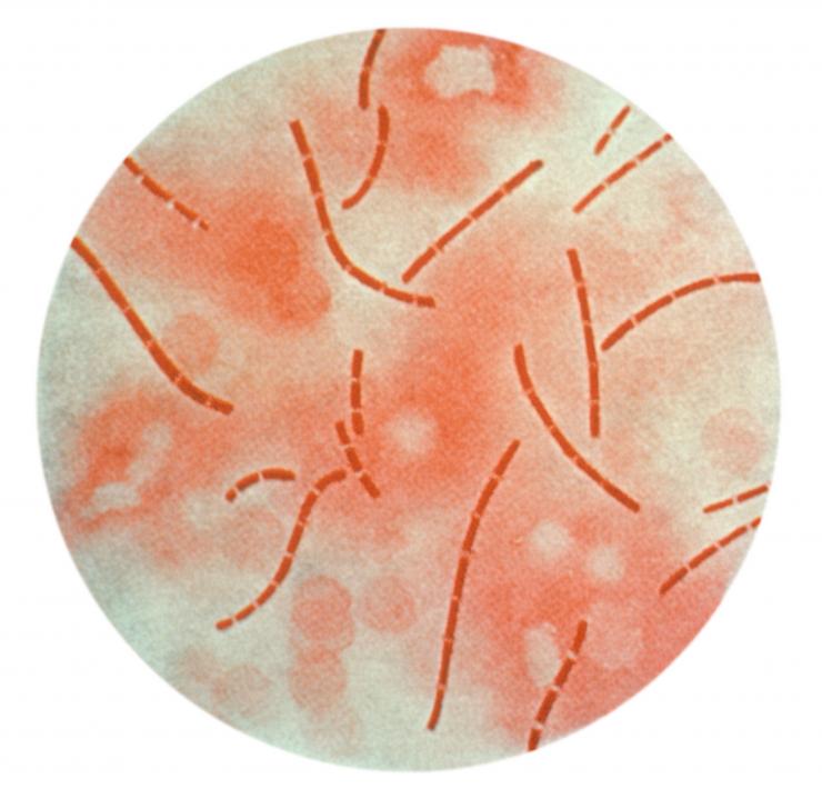 <p>Illustration depicts a photomicrographic view of Bacillus anthracis bacteria taken from heart blood and processed using a carbol-fuchsin stain. (CDC image)</p>