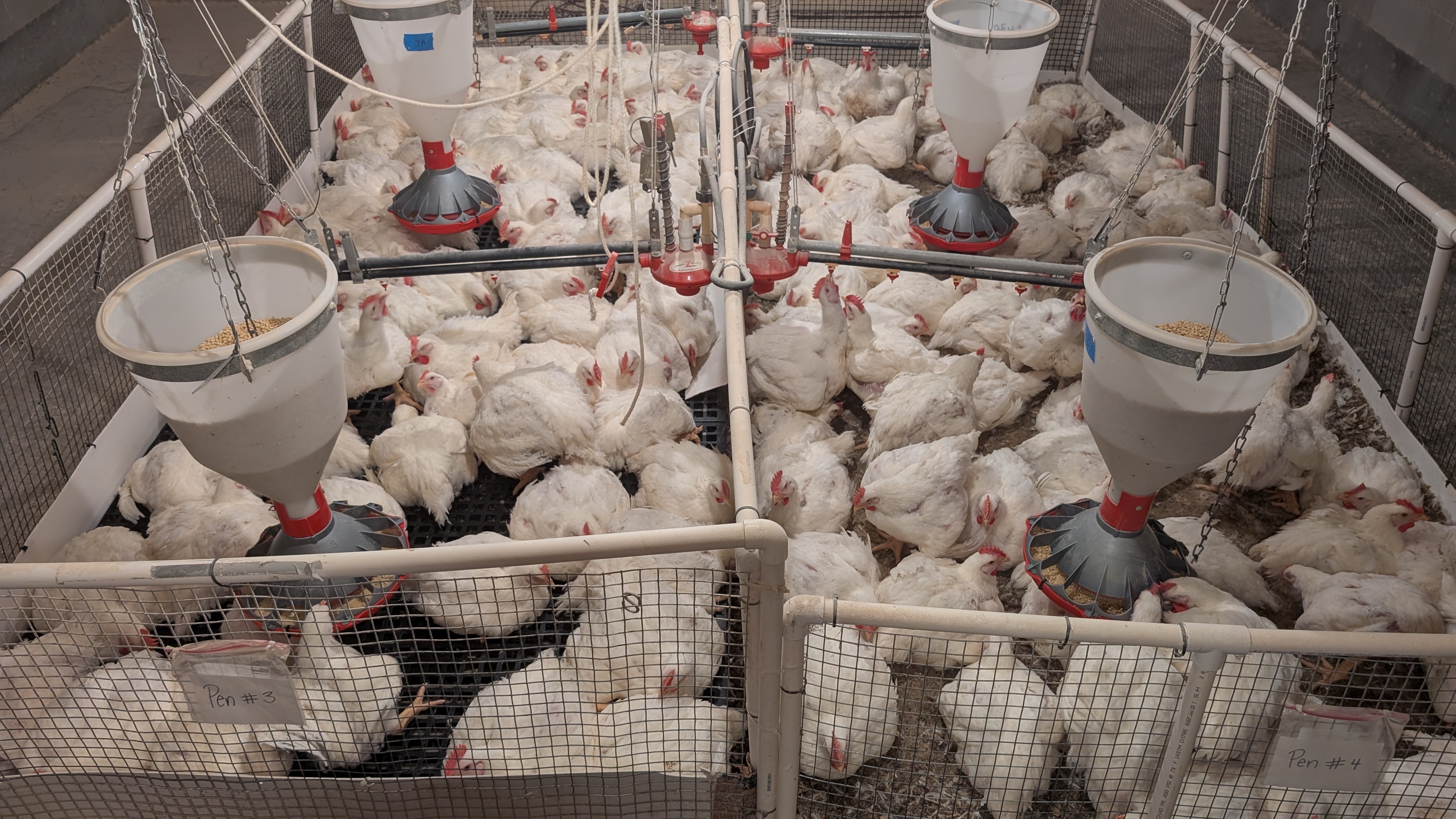 A photo of chickens in a poultry house. 