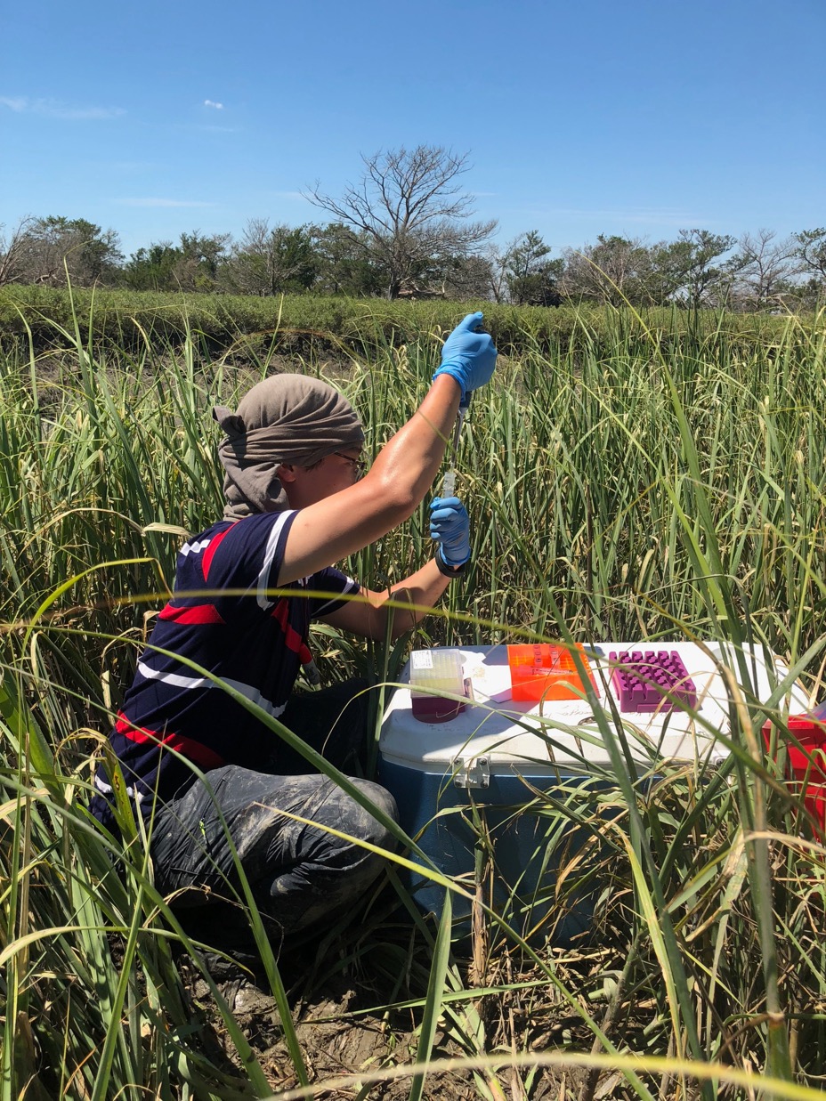 A person does scientific sampling in the midst of a marsh.
