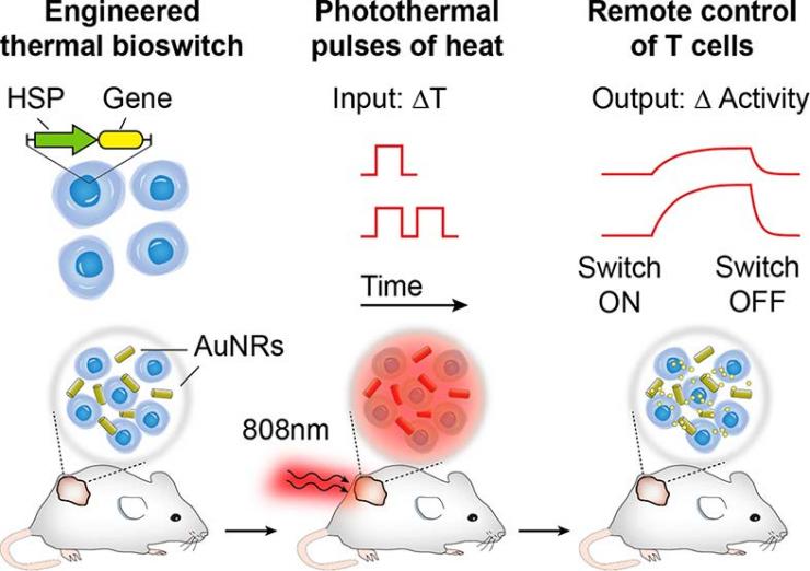 <p>A graphic depiction of how the cancer-fighting remote control works: Near-infrared laser light gently pulsates onto gold nanorods that lightly heat cancer-killing T-cells in tumorous tissue. The heat activates a gene switch in the immune cells that massively boosts specific gene expressions, making the T-cells much more active. Credit: Georgia Tech / Kwong / Miller</p>