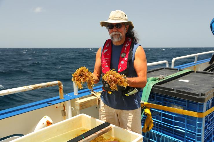 <p>Joseph Montoya collecting <em>Sargassum</em> about 80 nautical miles off the coast of Barbados. (Credit: Lyra Montoya, University of Colorado)</p>