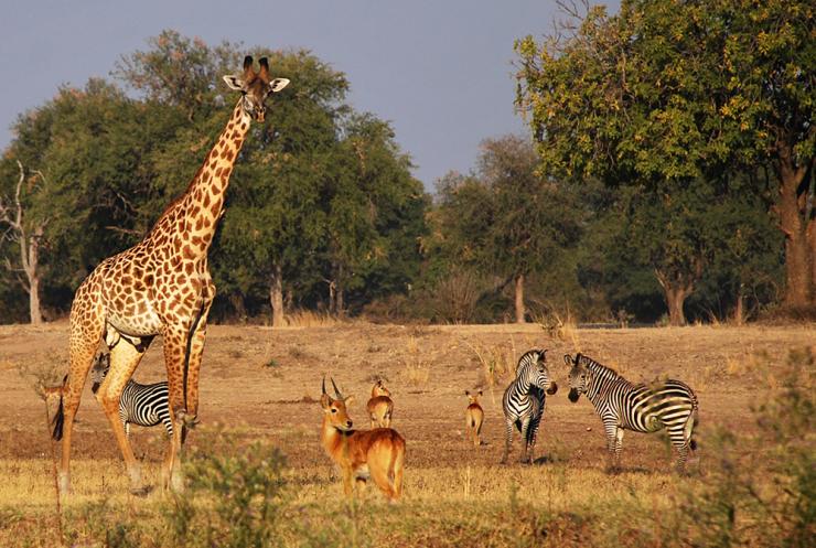 <p>South Luangwa Valley giraffe, puku antelope, and Crawshay's zebra graze in Mfuwe, Zambia. (Photo: Jess Hunt-Ralston)</p>