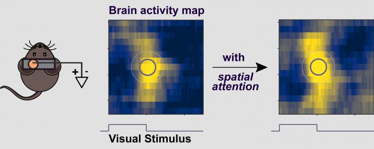 <p> After receiving visual stimulus, the mouse brain is amped up by attention.</p>

<p> </p>