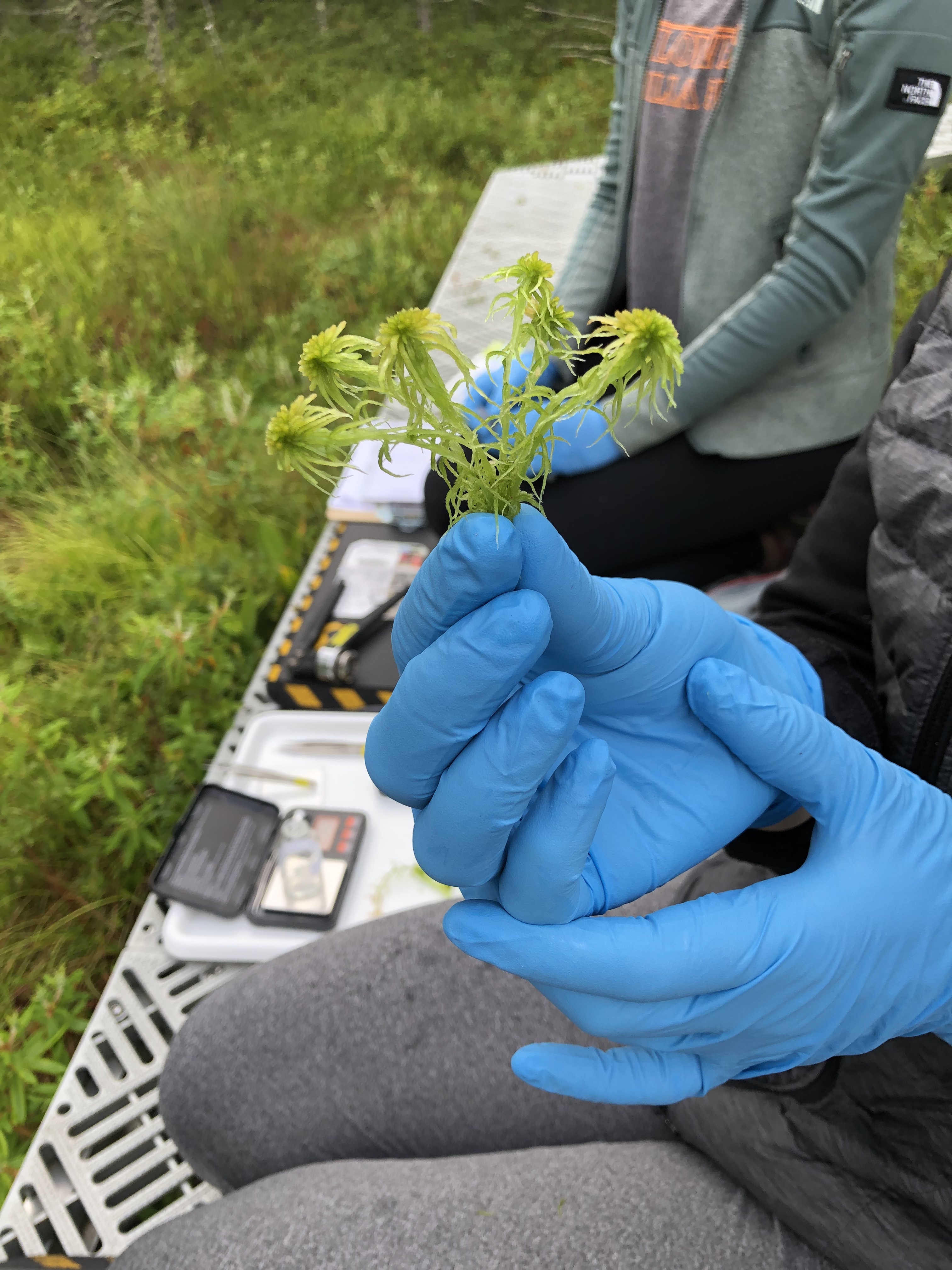 A closeup of a member of the research team holding Sphagnum moss