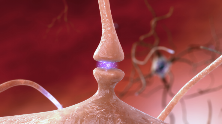 <p>When a neuron fires a spike to a neighboring neuron, it releases chemical messengers that influence the charge balance of the receiving neuron. Credit: National Institute on Aging/National Institutes of Health</p>