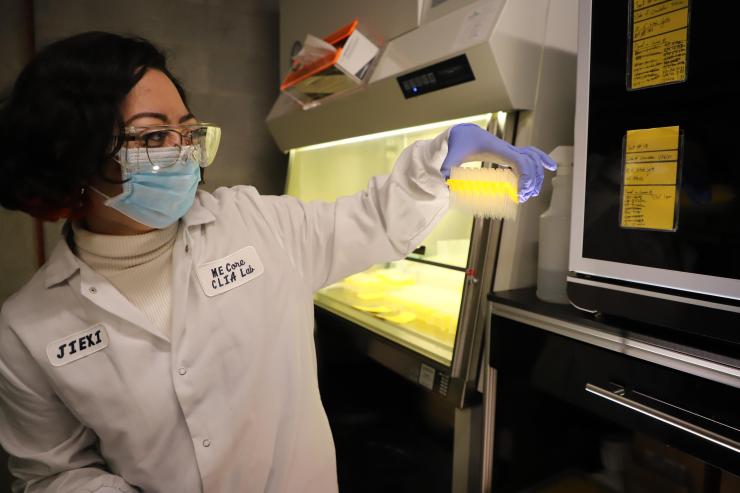 Operations manager and fourth-year biomedical engineering student Helya Taghian examines clean pipette tips to maintain quality control.