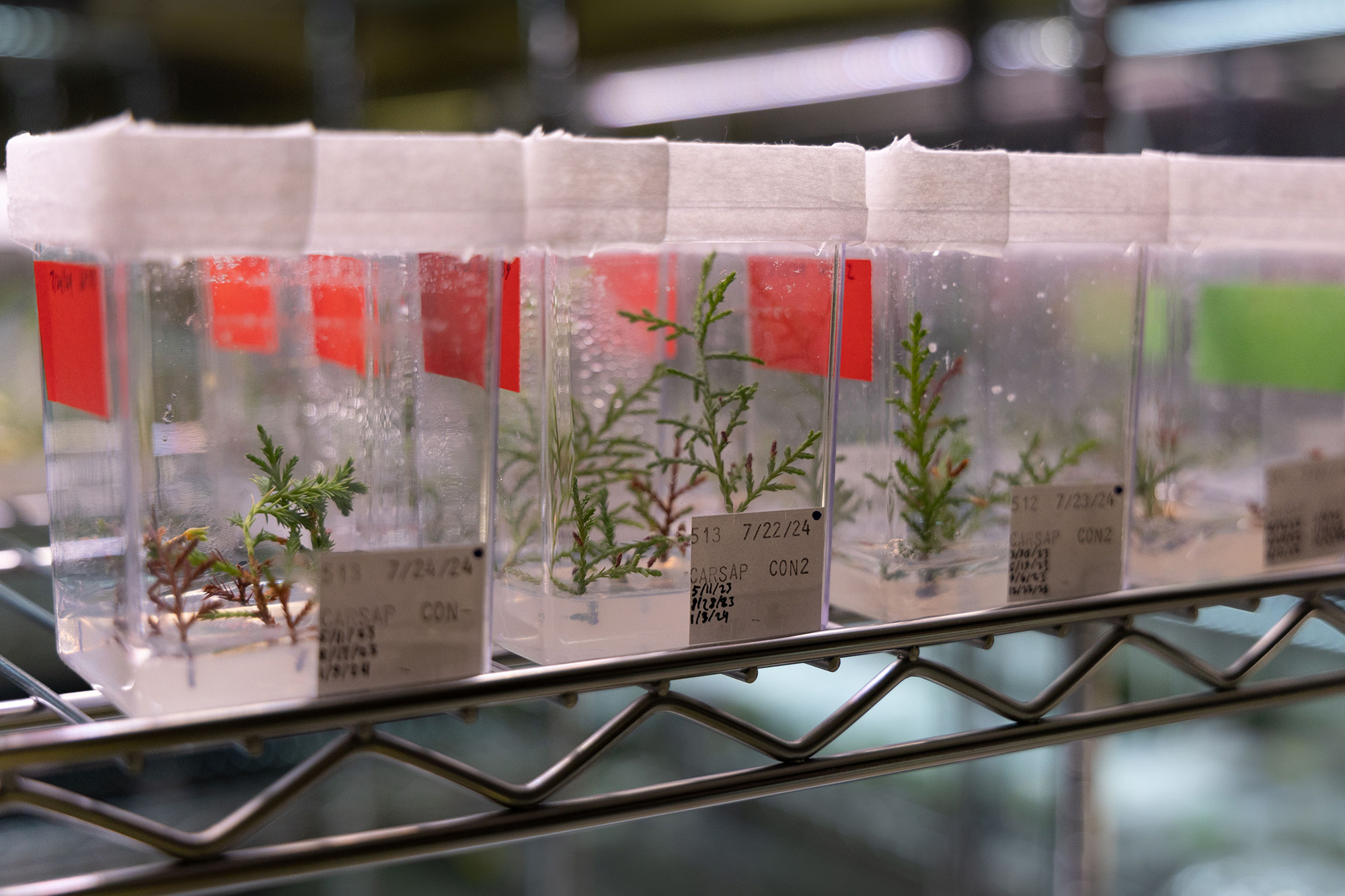 tiny conifer plants in plastic containers