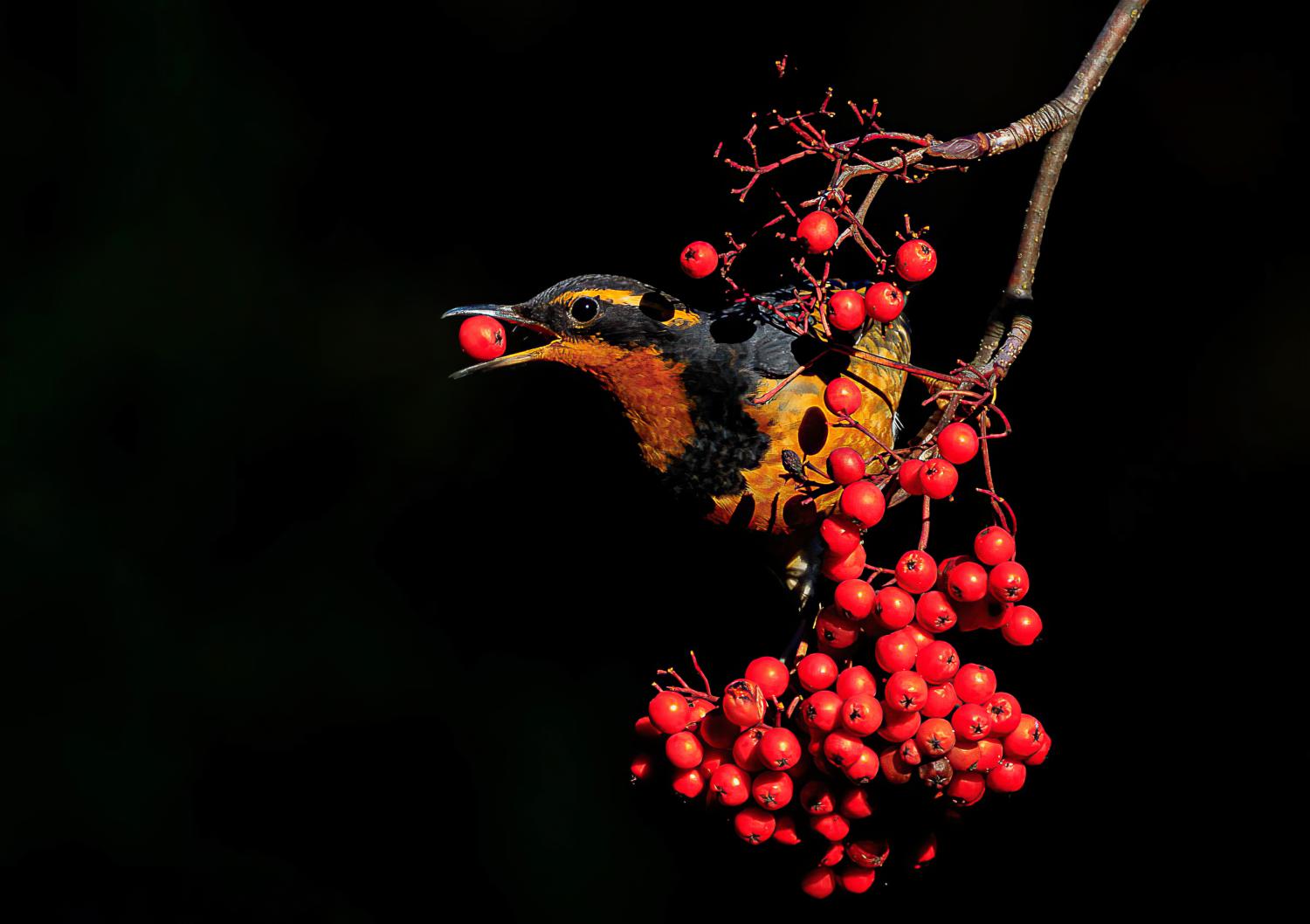 The Varied Thrush is another bird common in the Pacific Northwest. (Credit: Melissa Hafting, @bcbirdergirl)