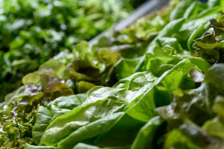 <p>Georgia Tech researchers will use wastewater to grow produce like this lettuce, while using machine learning to calculate the ideal amount of nutrients, growing temperature and humidity needed to make each head of greens taste the same.</p><p> </p>