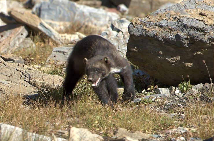 <p>Wolverines (Gulo gulo), like this one photographed in Montana, are a rare member of the weasel family and are noted for their exceptionally large home ranges (roaming areas). Their primary habitat are areas with snowpack through May.  (Credit: U.S. Forest Service)</p>