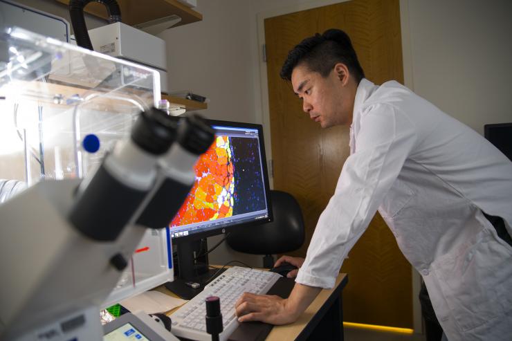 <p>First author Woojin Han observes muscle tissue samples treated with the new MuSC nanohydrogel. Credit: Georgia Tech / Christopher Moore </p>