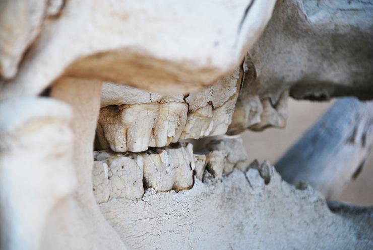 <p>Zebra skull at a wildlife education center in eastern Africa. In places or times with less precipitation, mammal communities overall will have more robust, rugged, resistant teeth. (Photo: Jess Hunt-Ralston)</p>