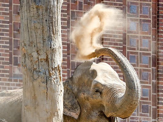 elephant throwing dust with trunk