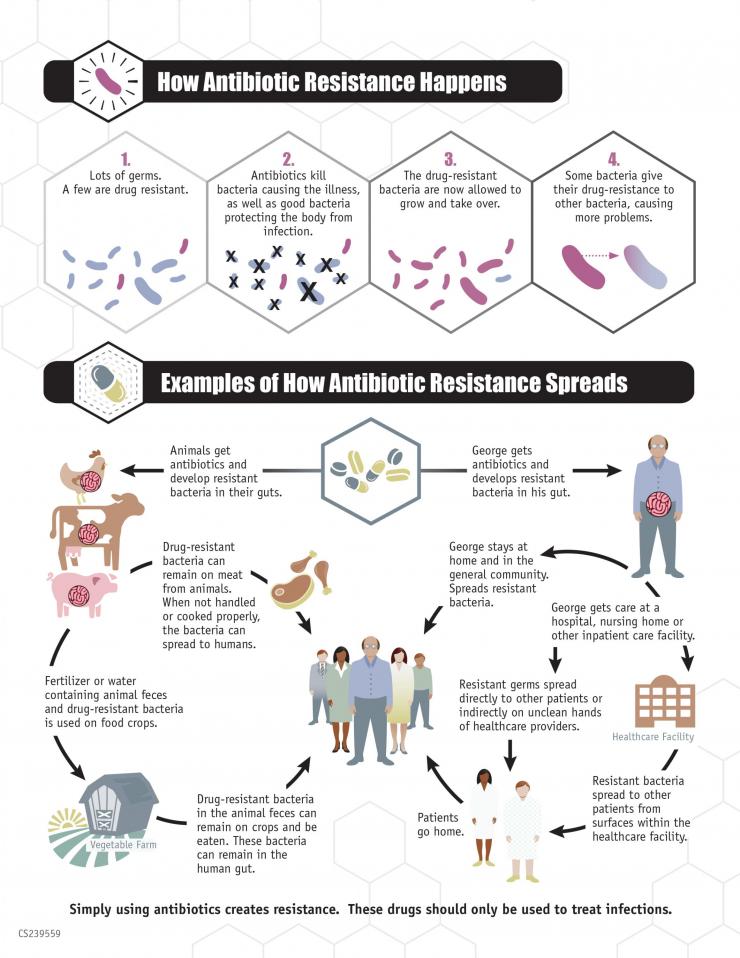 <p>A chart displaying how bacteria evolve resistance to antibiotics. Credit: Centers for Disease Control and Prevention</p>
