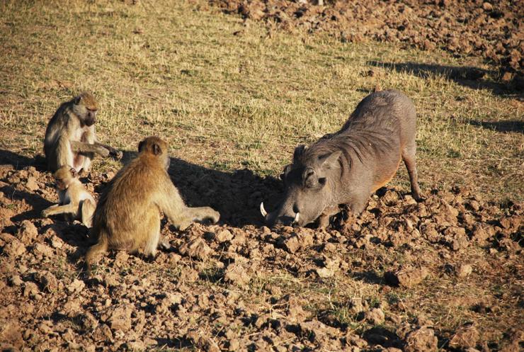 <p>A yellow baboon family joins a warthog to root for snacks in the soil. Along nutrient-poor savannas, fertile patches are attractive to hungry mammals. (Photo: Jess Hunt-Ralston)</p>