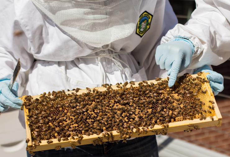 <p>Bees kept at Georgia Tech are being marked for tracking. The bees are naturally dormant at low temperatures and become active again once they warm up. This photo was made for research unrelated to the current research presentation. Credit: Georgia Tech / Fitrah Hamid</p>
