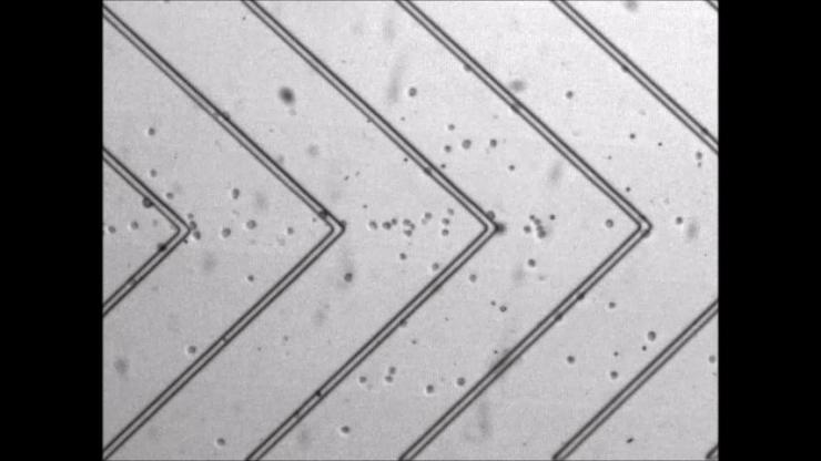 <p>Image taken from a video shows cells moving across “speed bump” barriers in a microfluidic device. The resulting collisions compress fluid from the cells, reducing their volume. When the cells refill themselves, they can suck up therapeutic macromolecules and genes from their surroundings.</p>