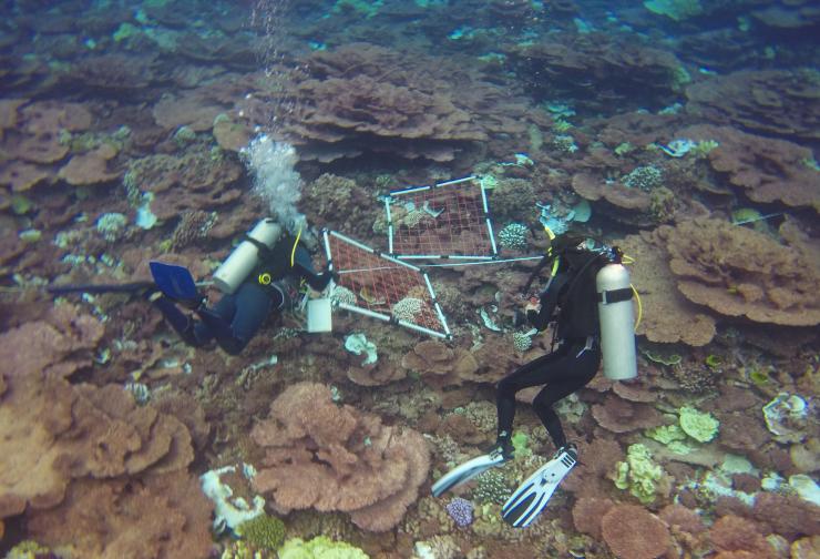 <p>Georgia Tech graduate student Pamela Grothe performs benthic surveys in a field of dead Acropora coral colonies on a Christmas Island reef. (Credit: Kim Cobb, Georgia Tech)</p>
