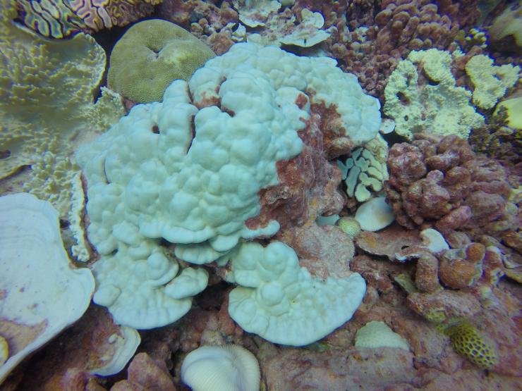 <p>Image shows a completely bleached Porites coral colony, which is the species whose fossils Georgia Tech researchers use for paleoclimate reconstruction. (Credit: Pamela Grothe, Georgia Tech)</p>