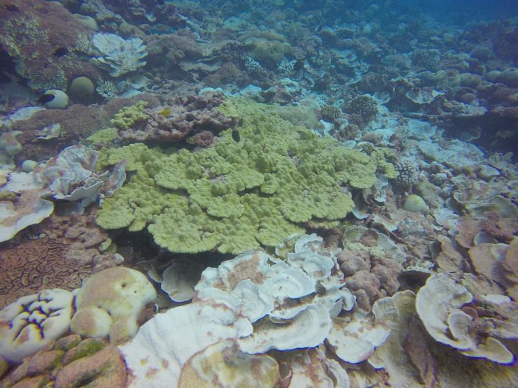 <p>A large, healthy Porites coral colony is surrounded by other coral species in various stages of bleaching. (Credit: Pamela Grothe, Georgia Tech)</p>