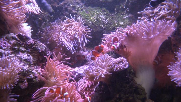 <p>Age-old mystery: How do clownfish thrive in anemones, which sting, kill and eat fish? Scientists are following a new trail of clues to try to answer this conundrum. </p>