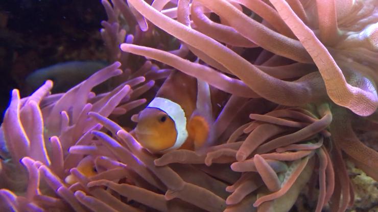 <p>An anemone has stung and killed a fish and is eating it. This is what anemones usually do, but they make a glowing exception for clownfish, who live happily among their venomous tentacles.  Credit: NOAA Okeanos Explorer Program, Gulf of Mexico 2012 Expedition</p>