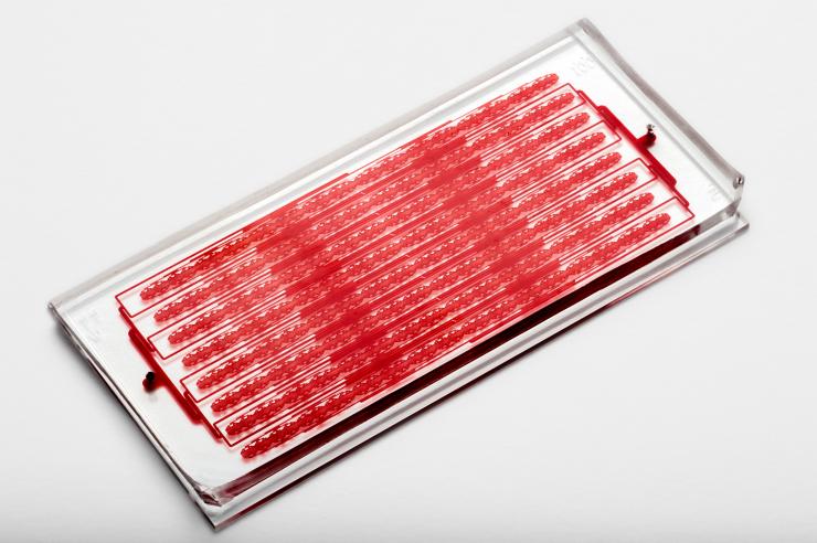 <p>Circulating tumor cell clusters can be captured from patient blood samples passed through the more than 4,000 parallel trapping paths in the Cluster-Chip. (Credit: BioMEMS Resource Center, Massachusetts General Hospital)</p>