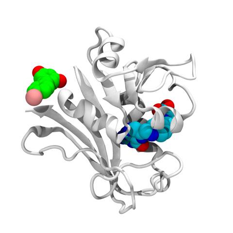 <p>Structure of the E. coli DHFR protein (white) with its folate (blue) present at the enzymatic pocket and bromo-resveratrol (green) bound at the potential allosteric site responsible for antibiotic activity in escape variants of E. coli. (Courtesy of Jeffrey Skolnick)</p>