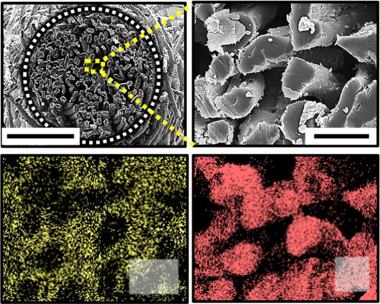 <p>Scanning electron microscope images show details of the cotton-based electrodes used in a new biofuel cell. (Credit: Georgia Tech/Korea University)</p>