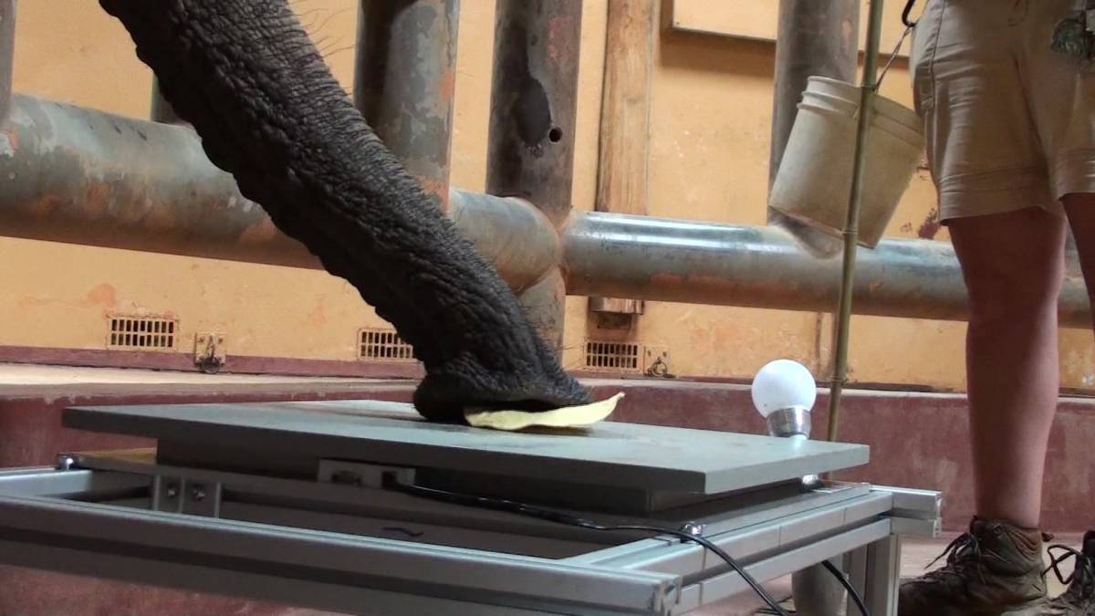 An elephant uses suction to pick up a tortilla chip.