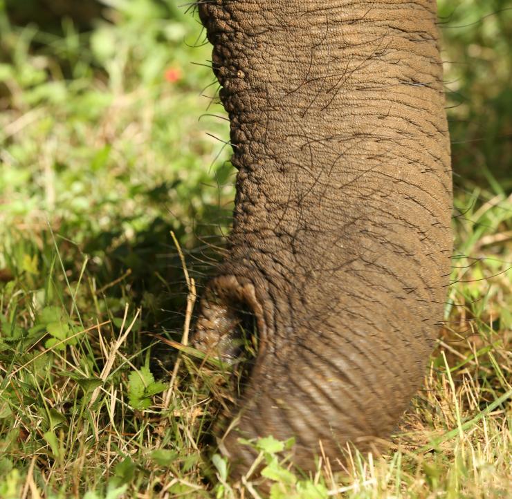 <p>The elephant diet consists of large volumes of plant materials such as leaves, fruit and roots. To eat these, elephants sweep loose items into a pile and crush them into a manageable solid that can be picked up by the trunk. (Credit: David Hu Laboratory)</p>
