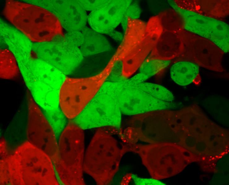 <p>Cells that are normally bright green turn bright red after lipid nanoparticles have delivered an mRNA cargo encoding Cre. Cells that are red contain the mRNA, while green cells do not. (Credit: Daryll Vanover, Georgia Tech)</p>