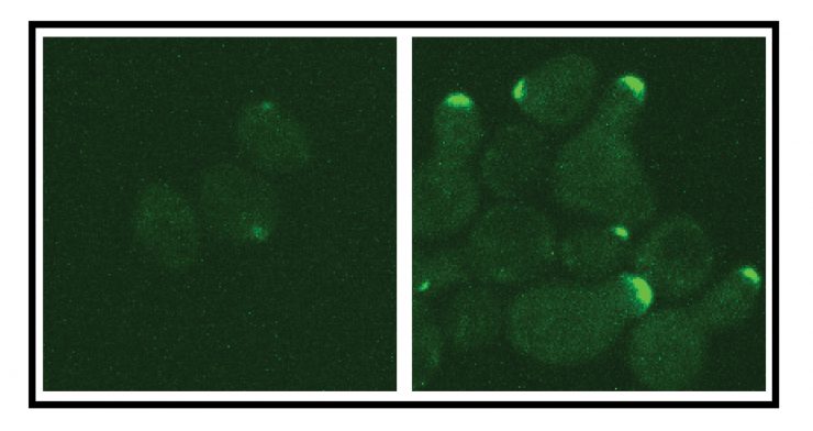 <p>Images of yeast cells responding to a pheromone stimulus in which the G gamma brake system is intact (left) or genetically turned off (right). In both images, the green color indicates the location of the effector protein that accumulates at the cellular membrane as a result of the stimulus, and was achieved by genetically tagging the effector protein with green fluorescent protein (GFP). (Credit: Shilpa Choudhury)</p>
