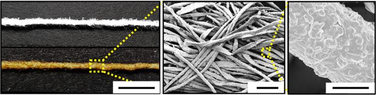 <p>Image shows plain cotton fibers and metallic cotton fibers used as electrodes in a new biofuel cell. (Credit: Georgia Tech/Korea University)</p>