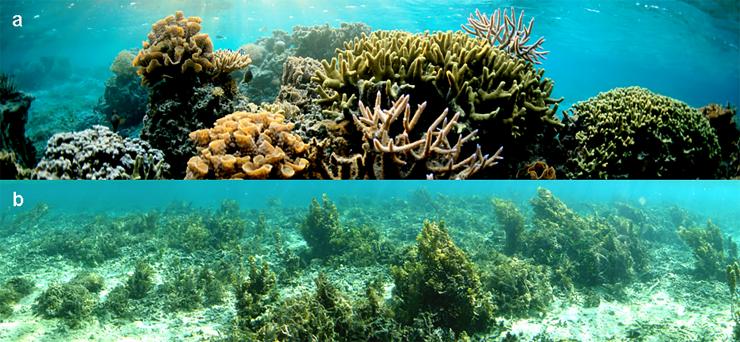 <p>At an over-fished Pacific reef, seaweed has taken over, diminishing coral populations to a fraction of what they would be otherwise. Credit: Georgia Tech / Hay lab</p>