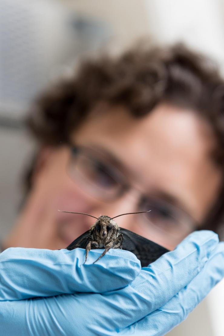 Georgia Tech researcher Simon Sponberg holds a hawkmoth (Manduca sexta). Research on this hummingbird-sized insect shows that millisecond changes in timing of its action potential spikes conveys the majority of information the moth uses to coordinate the muscles in its wings. (Credit: Rob Felt, Georgia Tech)