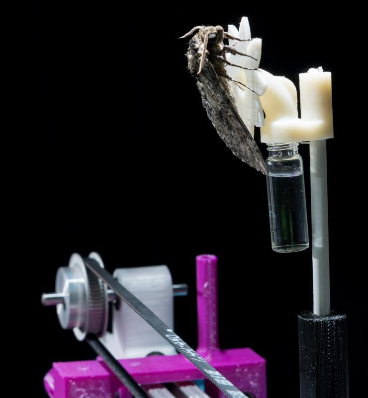<p>A hawkmoth is shown on a robotic flower used to study the insect’s ability to track the moving flower under low-light conditions. The research shows that the creatures can slow their brains to improve vision under low-light conditions – while continuing to perform demanding tasks. (Credit: Rob Felt, Georgia Tech)</p>