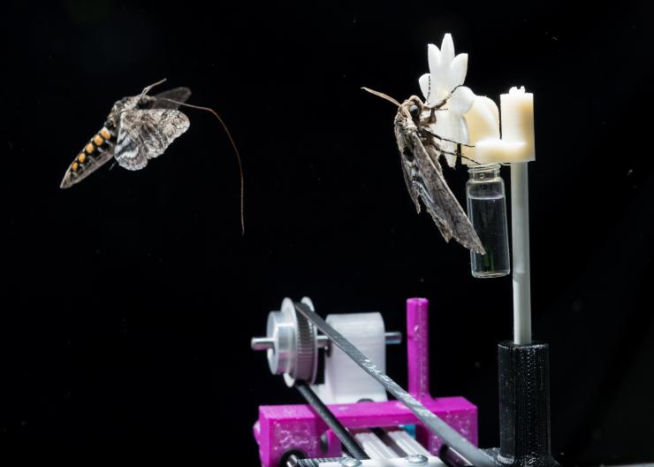 <p>A hawkmoth with its proboscis extended approaches a robotic flower on which another hawkmoth has already landed. The research shows that the creatures can slow their brains to improve vision under low-light conditions – while continuing to perform demanding tasks. (Credit: Rob Felt, Georgia Tech)</p>