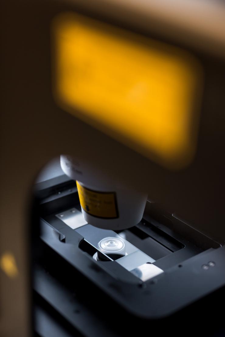 <p>A microscope focuses on baker's yeast cells glowing with ratiometric sensors tailored to track the movements of heme, a toxin that is essential to cell functions.</p>