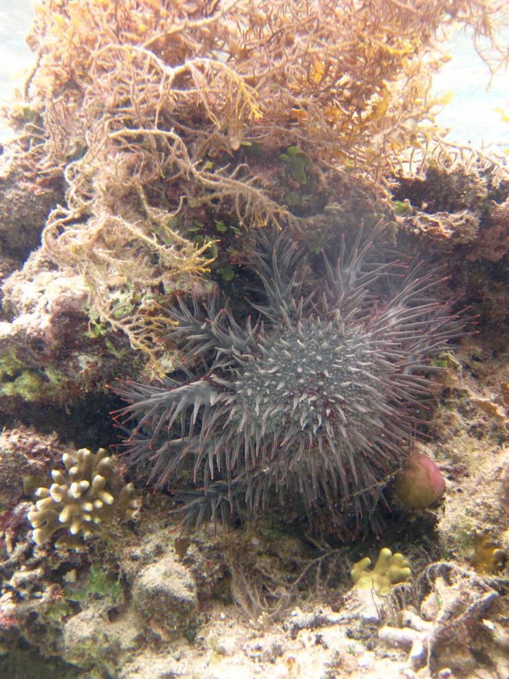 <p>Images show a crown-of-thorns sea star feeding on exposed coral, below a large tuft of Sargassum seaweed. The organism climbs on top of the coral to extrude its stomach and digest the tissue of the coral. The photos were taken in the non-protected fishing area on Votua Reef, on the Coral Coast of the Fiji Islands. (Credit: Cody Clements, Georgia Tech)</p>