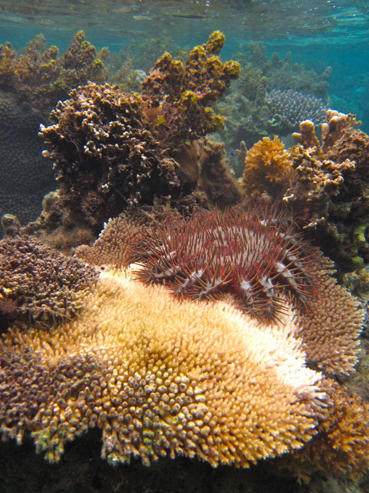 <p>A crown-of-thorns sea star eating a coral from the genus Acropora, which is a preferred meal for the organism. The photos were taken in the non-protected fishing area on Votua Reef, on the Coral Coast of the Fiji Islands. (Credit: Cody Clements, Georgia Tech)</p>